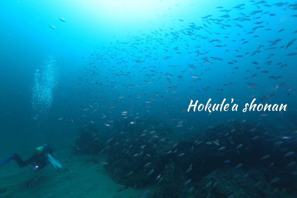 三浦半島の海に感動！ 湘南 平塚のダイビングショップ ホクレア湘南