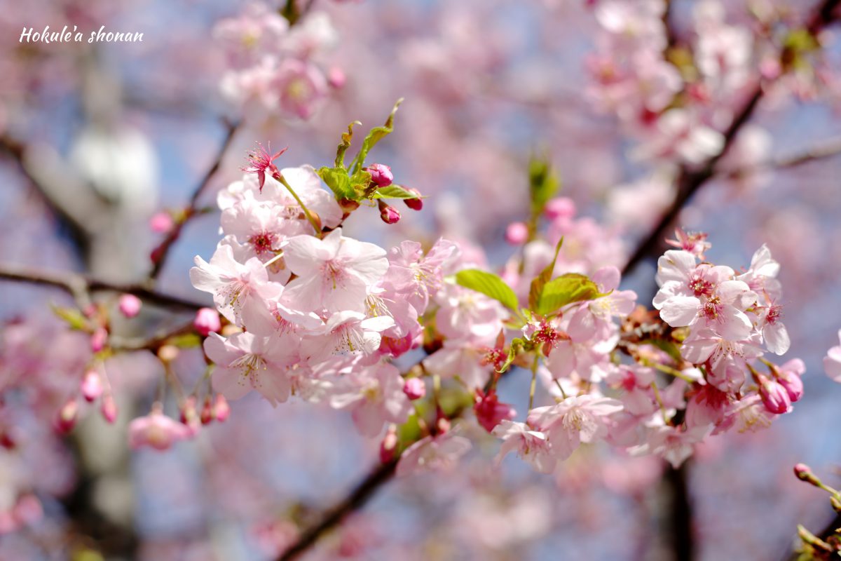 お花見　桜