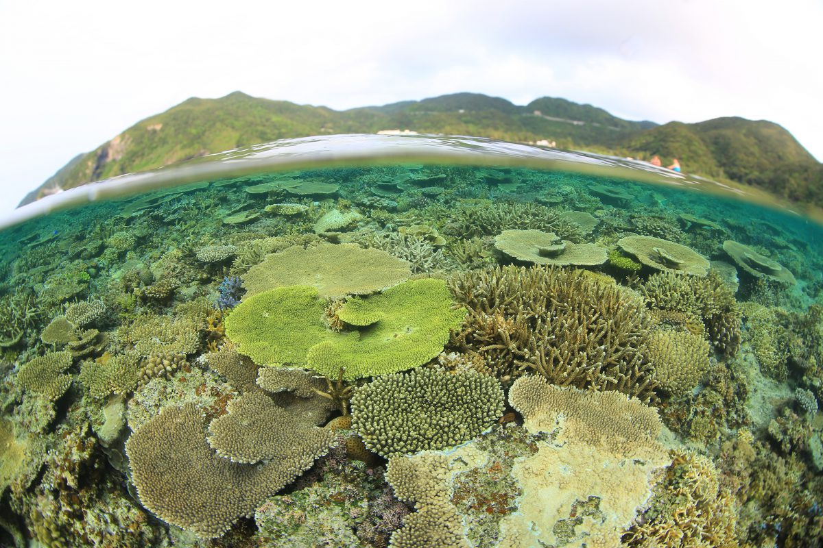 沖縄　サンゴ