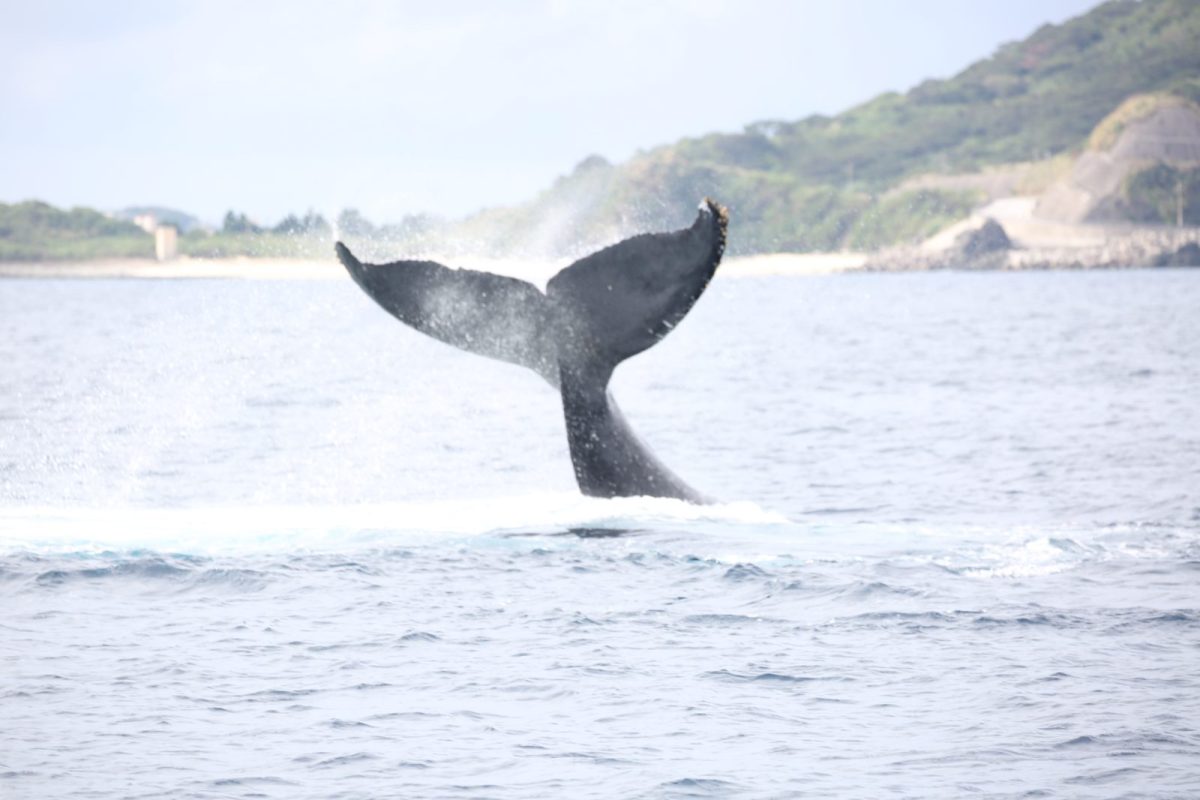 沖縄　ザトウクジラ