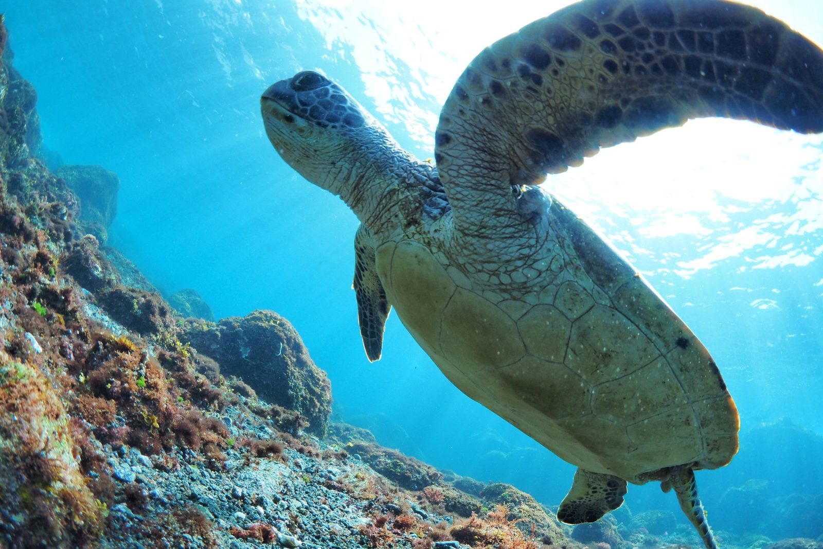 やっぱり、伊豆大島！ | 湘南 平塚のダイビングショップ - ホクレア湘南