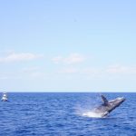Whale swim in OKINAWA !