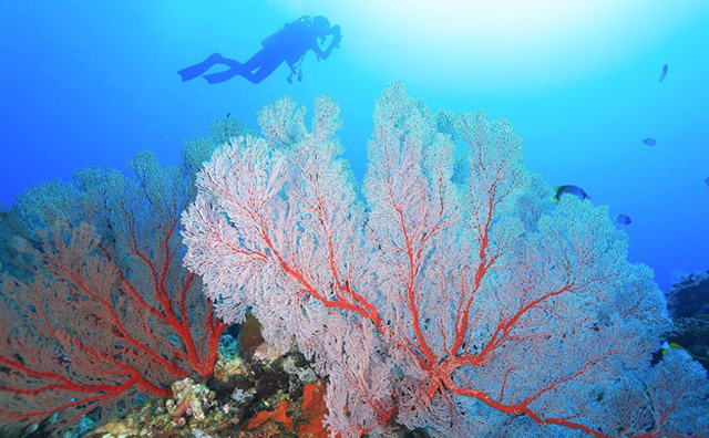 サンゴ礁の保護SPコースは学科講習（半日）