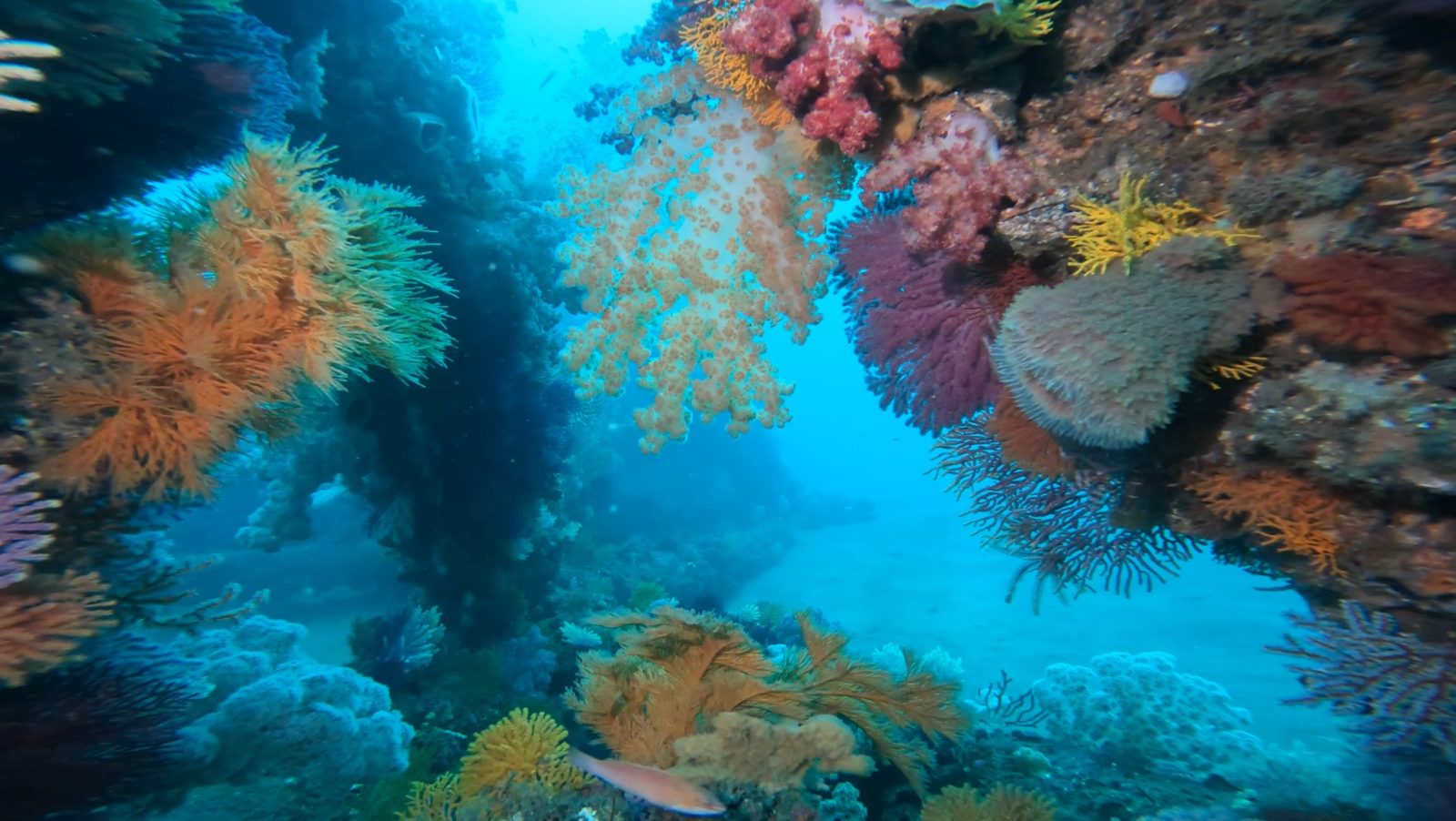 真鶴のソフトコーラル🪸 | 湘南 平塚のダイビングショップ - ホクレア湘南