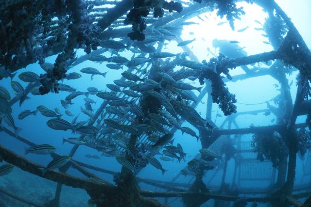 初島、ダイビング