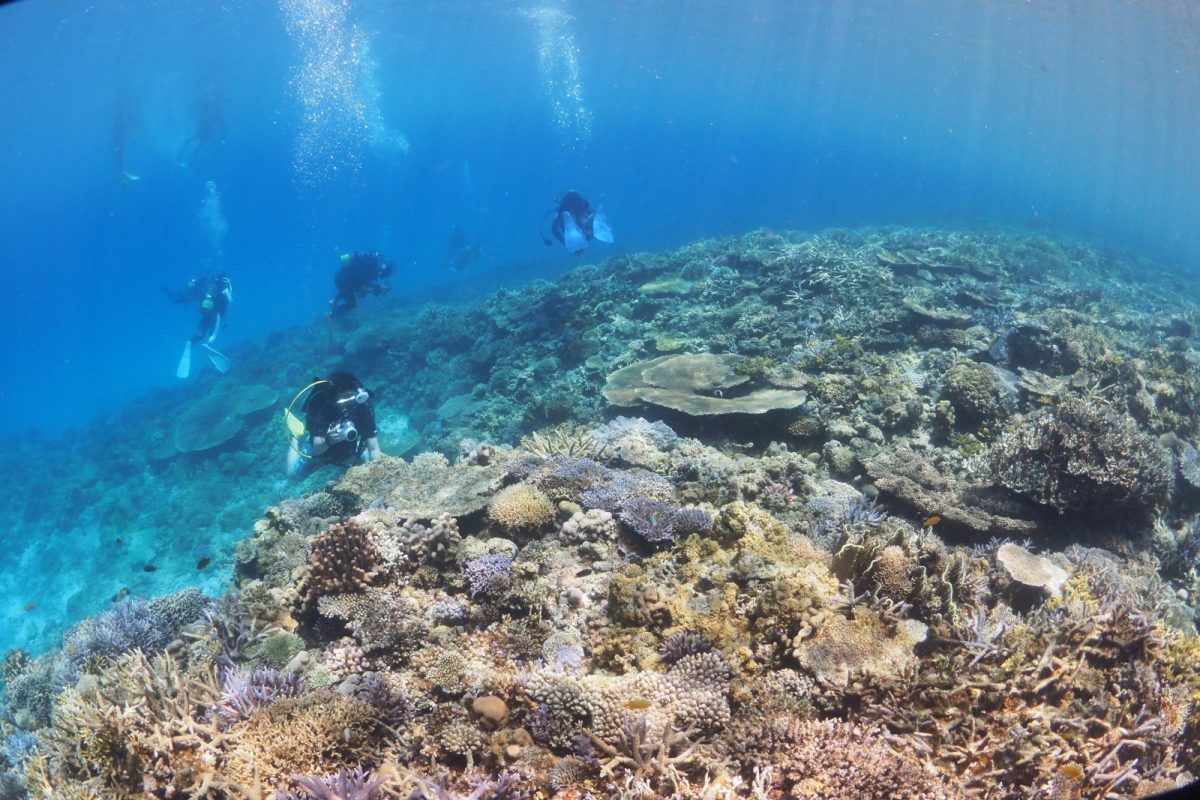 沖縄、珊瑚礁、ダイビング