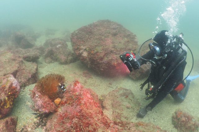 ダイビング、水中写真