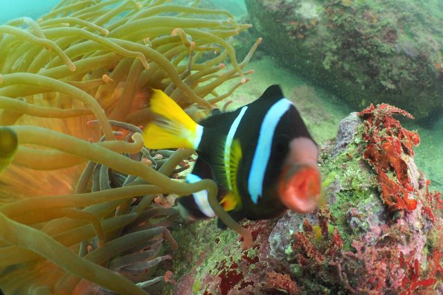 ダイビング、水中写真、クマノミ