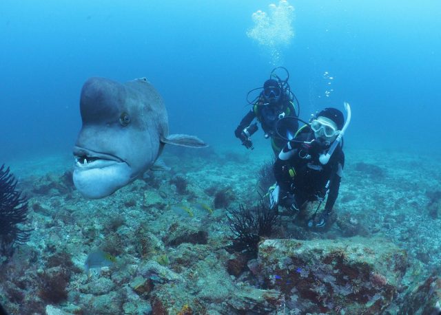 ダイビング、コブダイ、初島