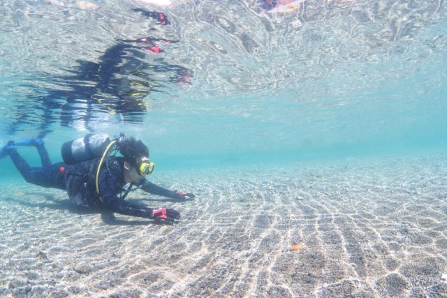 ダイビング、獅子浜