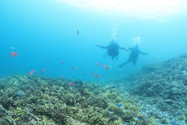 ダイビング、静浦