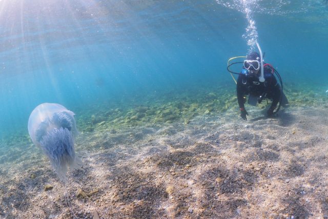 ダイビング、獅子浜