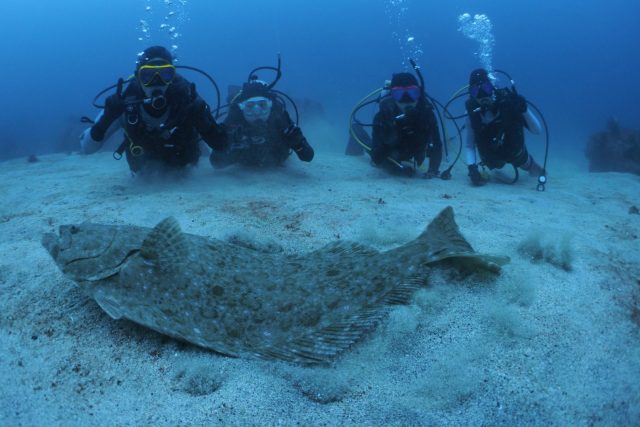 初島、ヒラメ、ダイビング