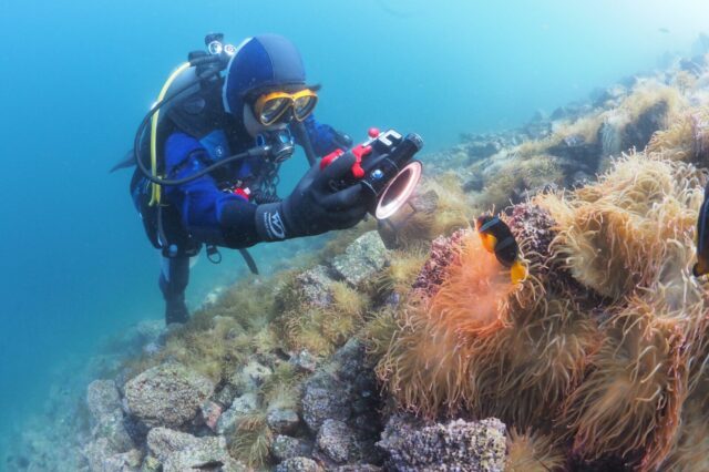 クマノミ、静浦、ダイビング