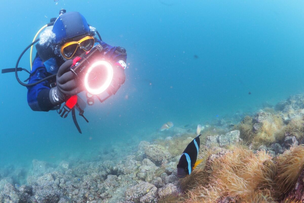 静浦、ダイビング