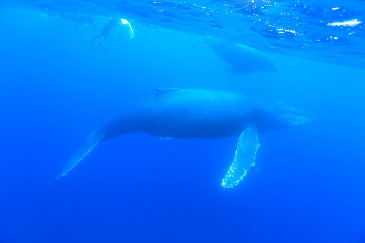 ザトウクジラ　沖縄