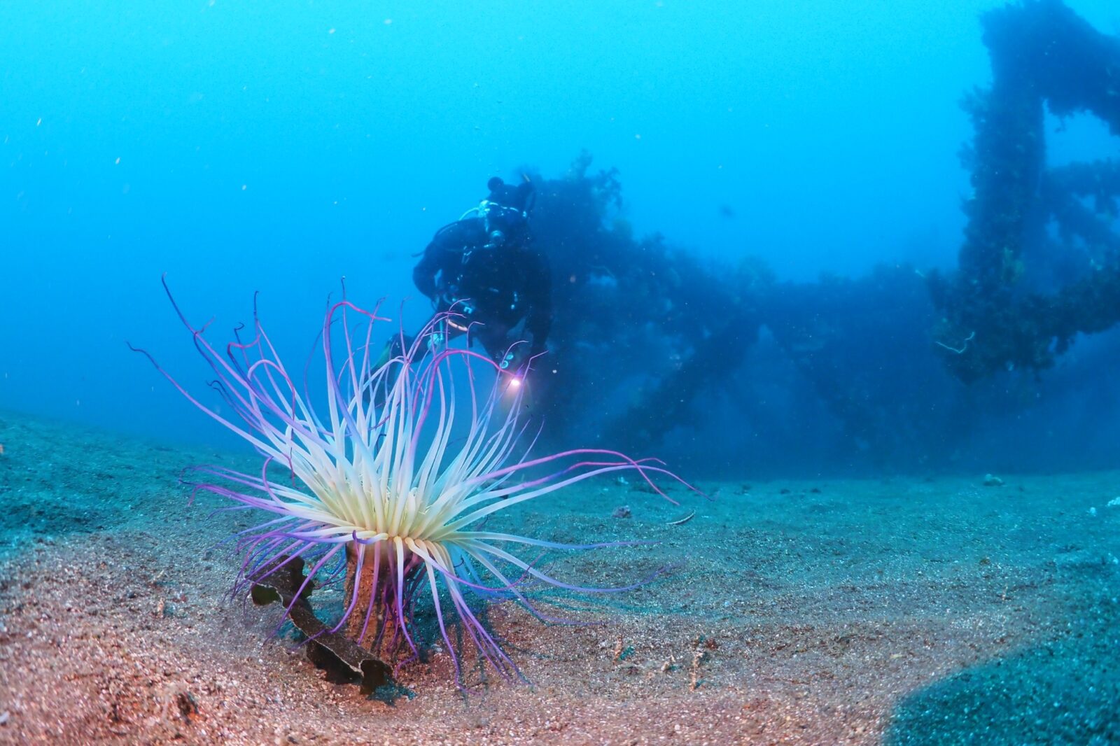 海景 少人数制】ドローン撮影・写真データに自信あり！日本最大級のサンゴ礁