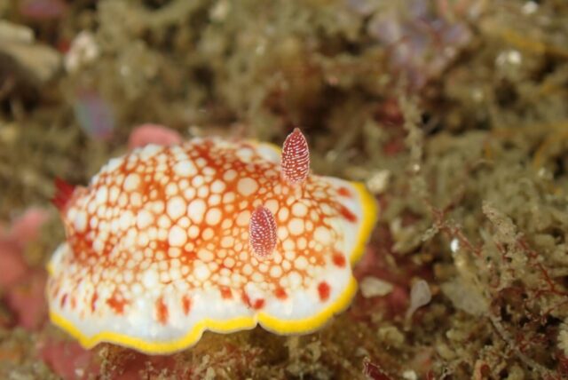 ダイビング、ウミウシ