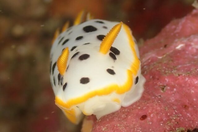 ダイビング、ウミウシ