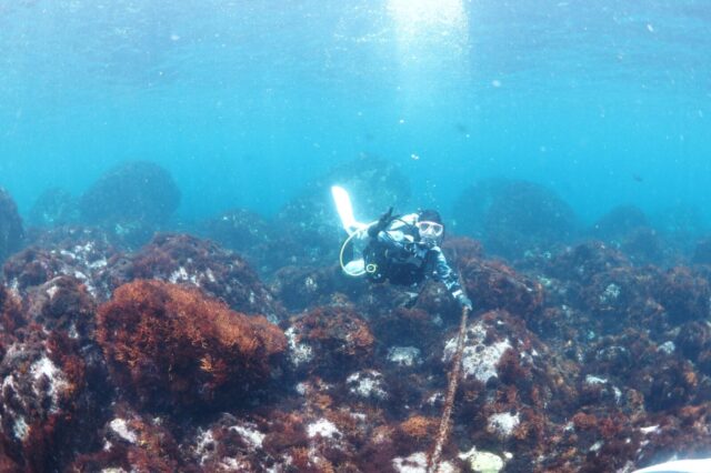 ダイビング,初島,AOW