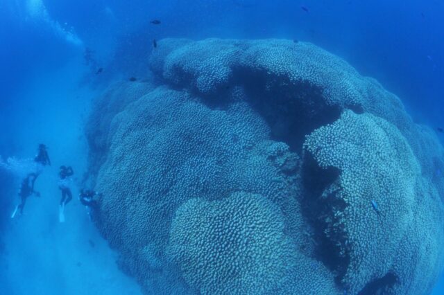 大仏サンゴ,奄美大島