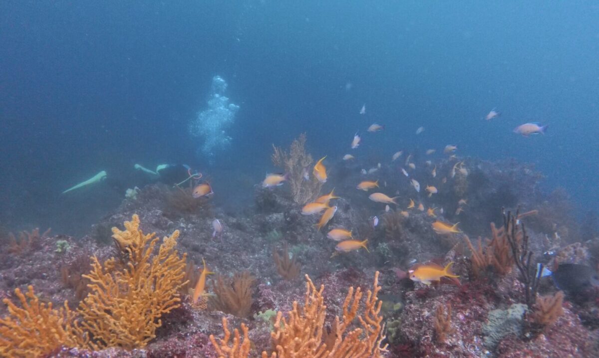湘南　ダイビング　