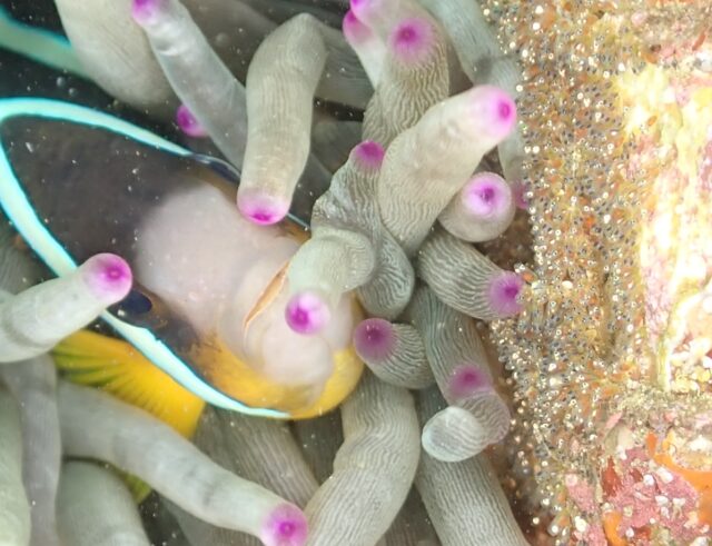 ダイビング、クマノミ
