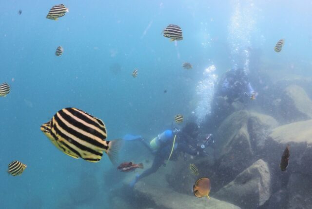 ダイビング、大瀬崎