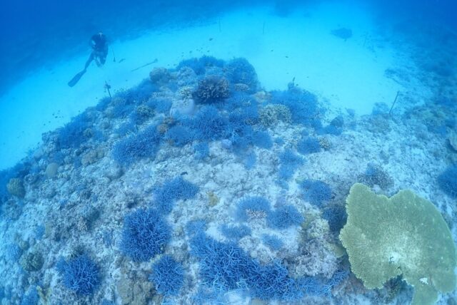 渡嘉敷島,慶良間諸島,沖縄,リゾート,ツアー,ダイビング