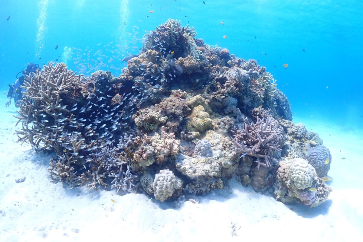 渡嘉敷島,慶良間諸島,沖縄,リゾート,ツアー,ダイビング