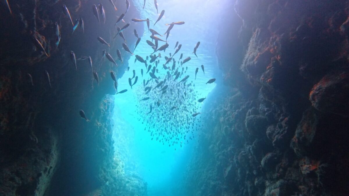 田子,ダイビング