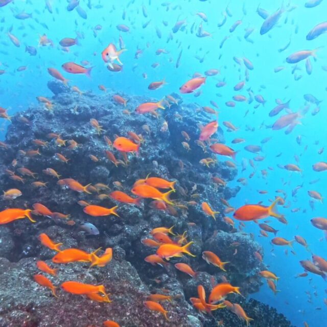 ダイビング,田子