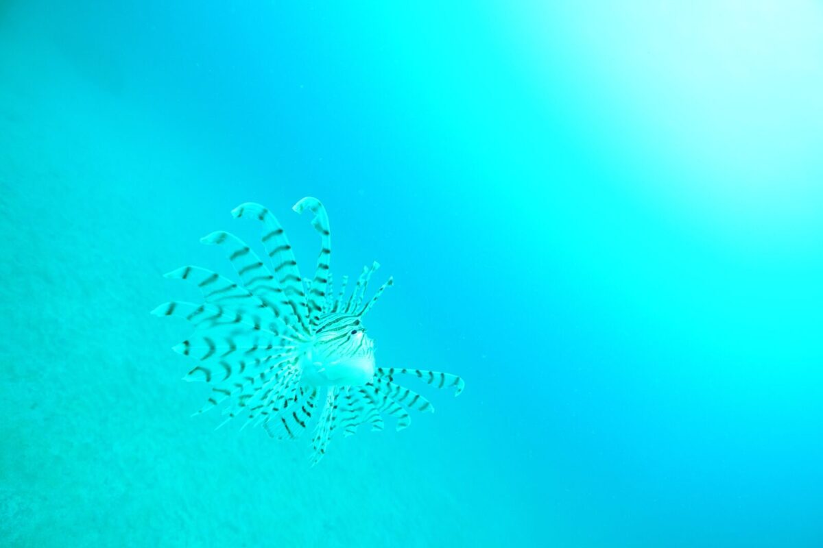 写真　水中　ダイビング