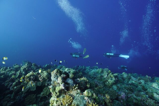 パラオ　ドロップオフ