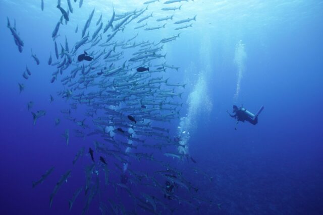 パラオ　大物　バラクーダ