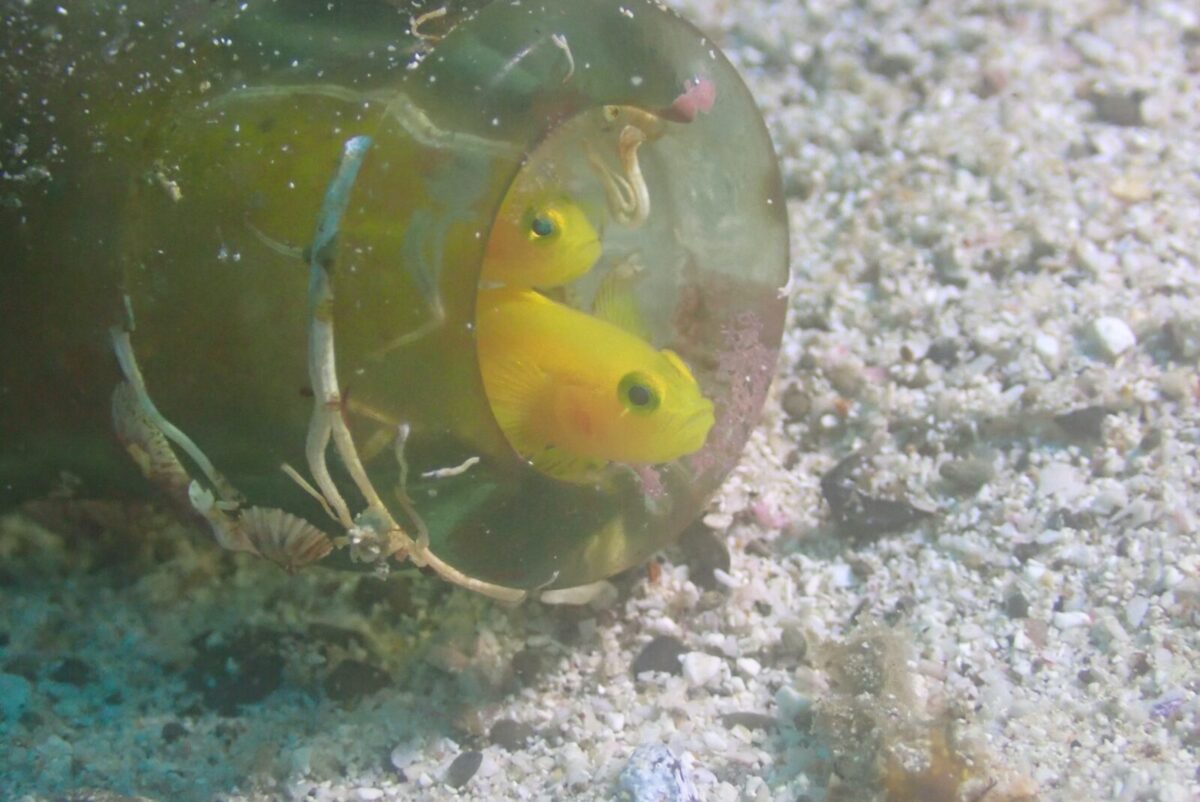 愛媛,愛南,リゾート,ツアー,ダイビング