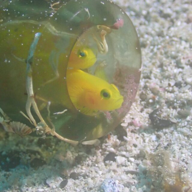 愛媛,愛南,リゾート,ツアー,ダイビング