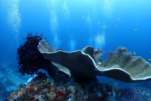 愛媛,愛南,リゾート,ツアー,ダイビング
