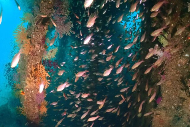 静岡,熱海,ツアー,ダイビング