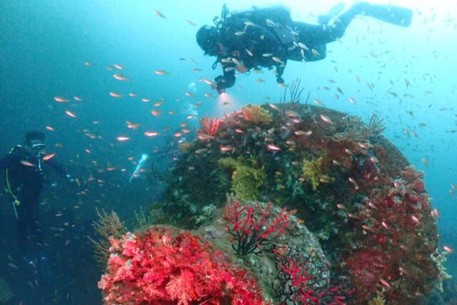 静岡,熱海,ツアー,ダイビング