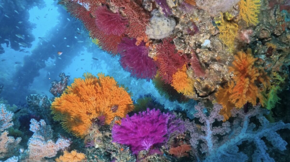 ダイビング,神奈川,ファンダイビング,真鶴,ライセンス,講習,資格取得,岩