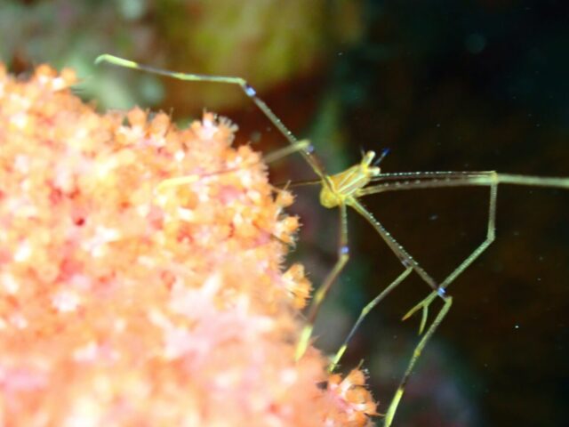 愛媛,愛南,リゾート,ツアー,ダイビング