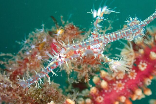 大瀬崎,ニシキフウライウオ