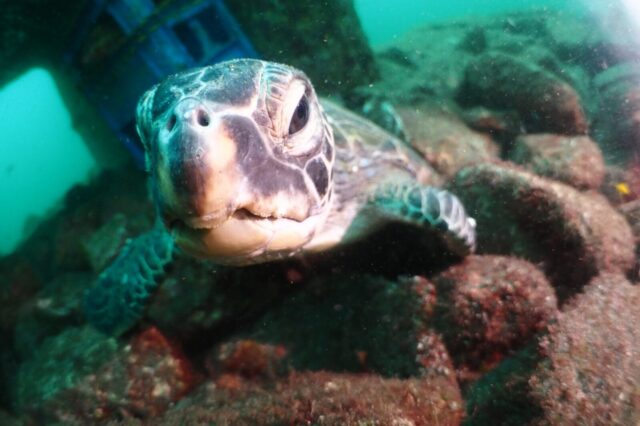 亀,ダイビング