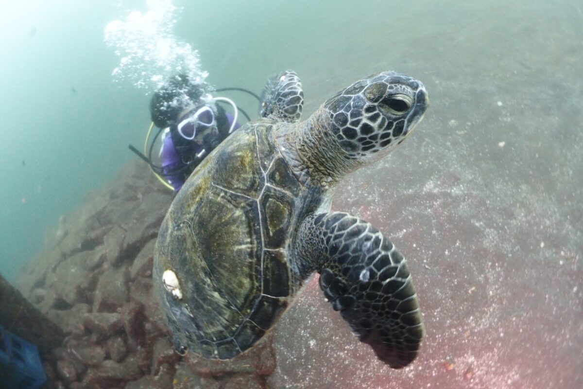 ダイビング,亀