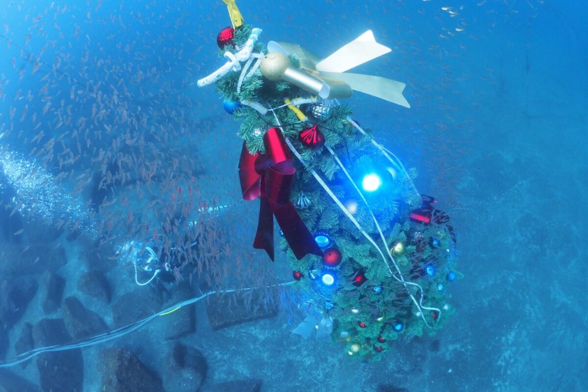 ダイビング,大瀬崎