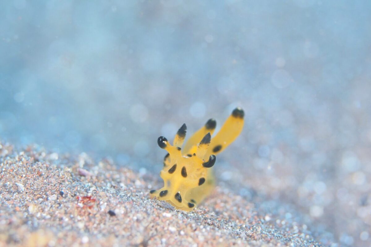 カンナツノザヤウミウシ,ウミウシ,大瀬崎