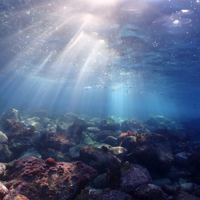 伊豆　ダイビング