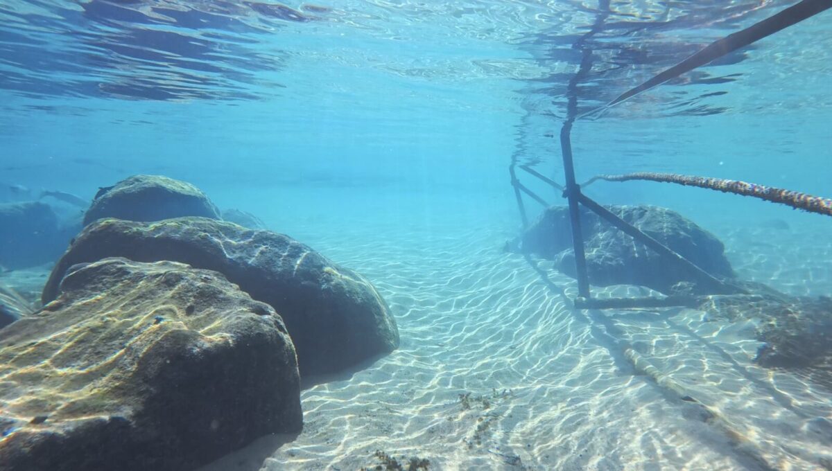 ダイビング,ファンダイビング,ライセンス,講習,資格取得,西伊豆,平沢