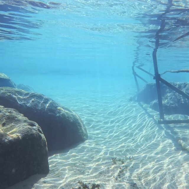 ダイビング,ファンダイビング,ライセンス,講習,資格取得,西伊豆,平沢